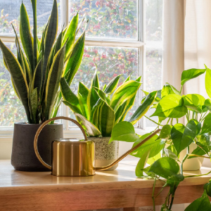 14 úžasných tropických kvetov, ktoré rastú vo vnútri alebo vonku