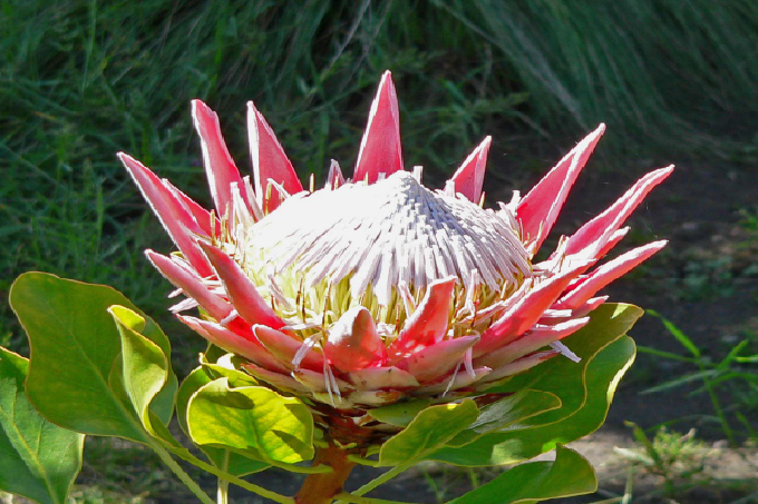 Protea (Protea cynaroides)
