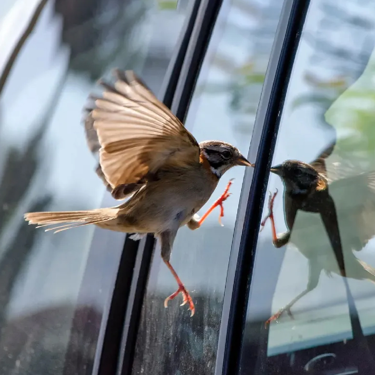 Ako zabrániť tomu, aby vtáky nenarážali na vaše okná