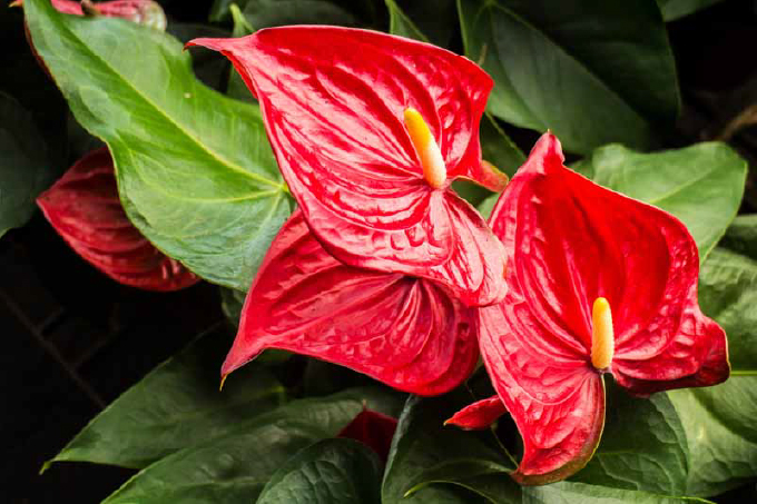Anthurium (Anthurium andraeanum)