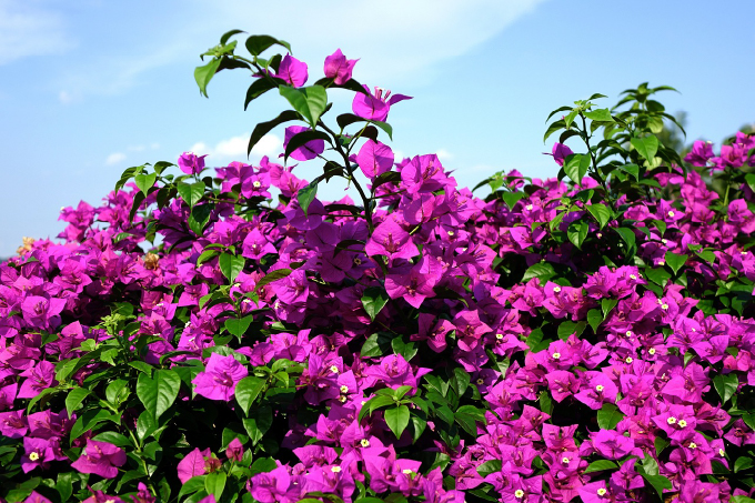 Bougainvillea (Bougainvillea glabra)