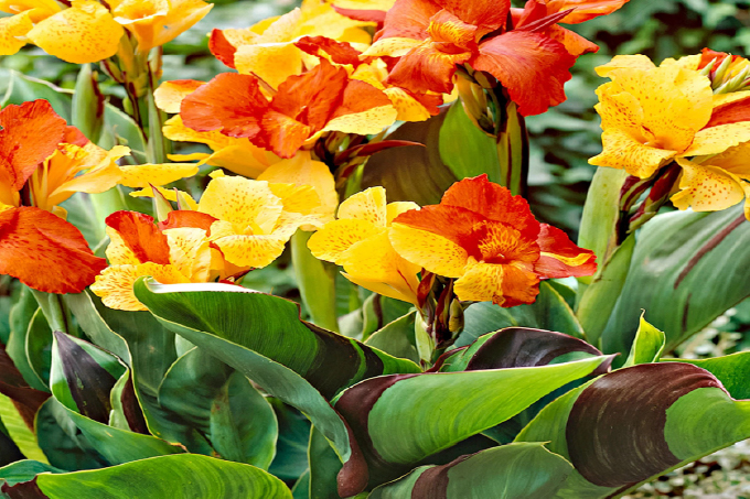 Canna (Canna indica)
