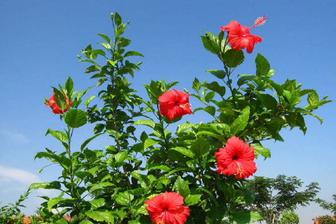 Ibištek (Hibiscus rosa-sinensis)
