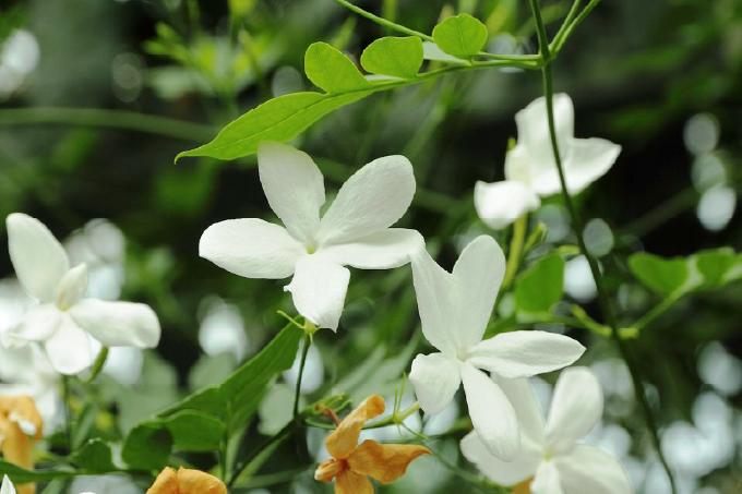 Jazmín (Jasminum officinale)