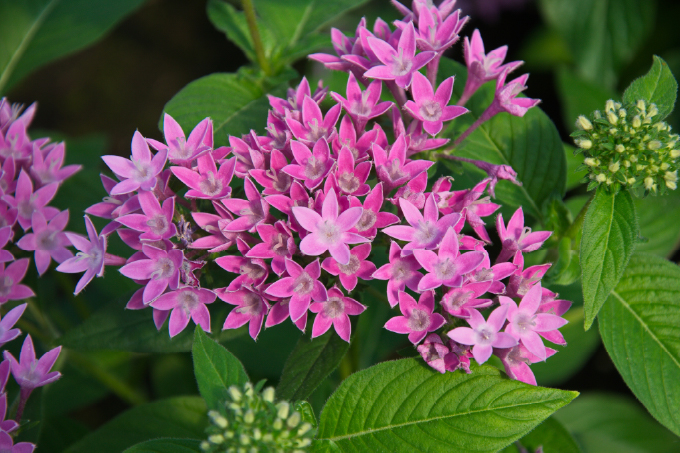 Penta (Pentas lanceolata)