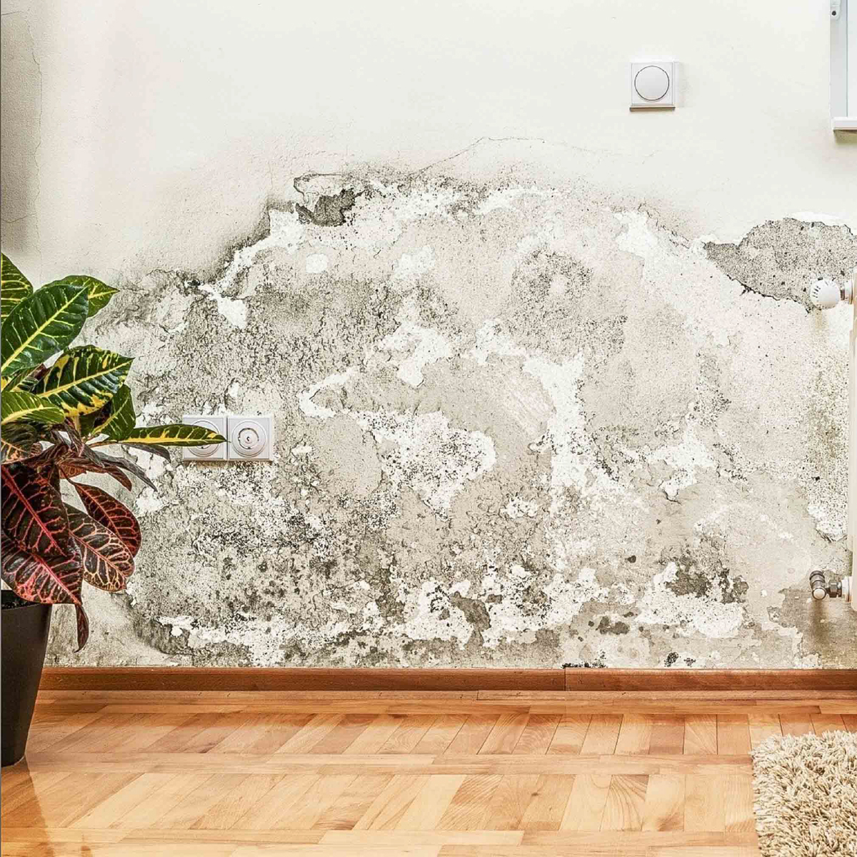 Plesne a huby, tichý zabiják