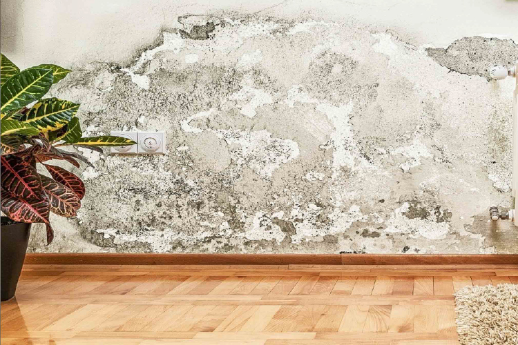 Plesne a huby, tichý zabiják