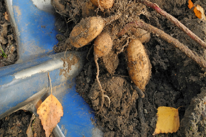 Vykopanie a skladovanie tropických cibúľ a hľúz