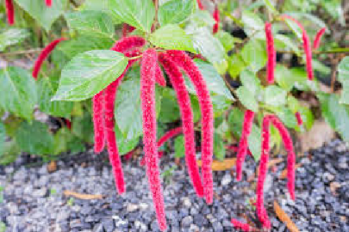 Ženilka (Acalypha hispida)